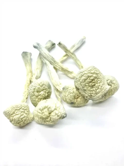 Where to buy magic mushrooms illinois