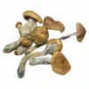 Buy B+ Cubensis mushroom