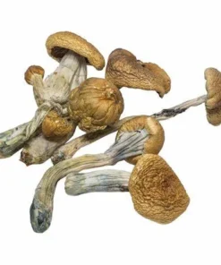 Buy B+ Cubensis mushroom