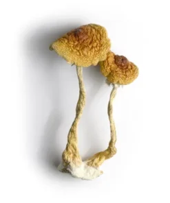 HOW TO BUY MAGIC MUSHROOMS